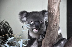 Cairns, Australia